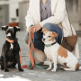 Kentucky Dogwear Hundehalsband Jacquard - Terrakotta