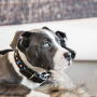 Kentucky Dogwear Hunde Halsband Pearls - Blau