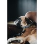 Kentucky Dogwear Hundehalsband Plaited - Grau