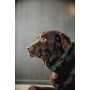 Kentucky Dogwear Hundehalsband Plaited - Olivgrün