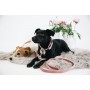Kentucky Dogwear Hundehalsband Velvet - Rosé