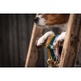 Kentucky Dogwear Hundehalsband Velvet - Hellblau